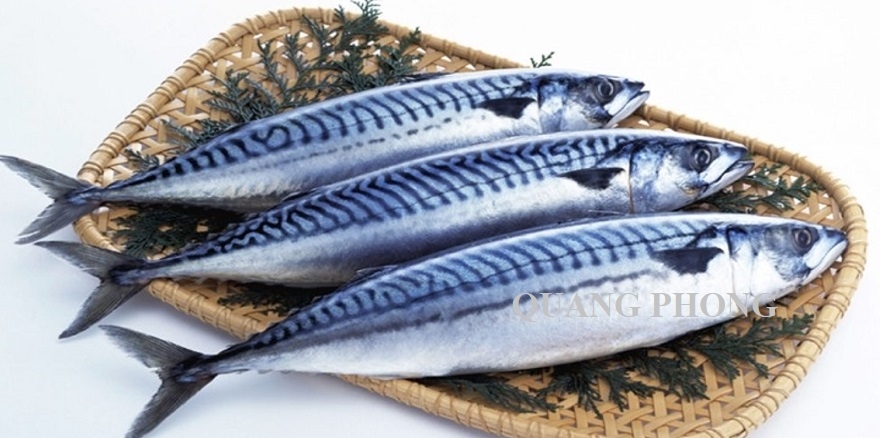 Top 20 loại cá biển thông dụng và giàu dinh dưỡng nhất hiện nay