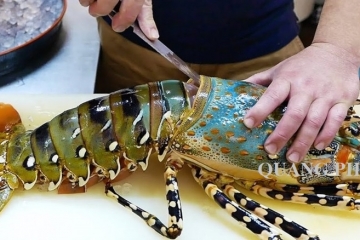 8 loài tôm hùm nổi tiếng “đáng đồng tiền bát gạo”