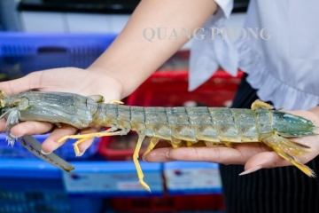 Bề Bề và 12 cách chế biến thơm ngon, giàu dinh dưỡng