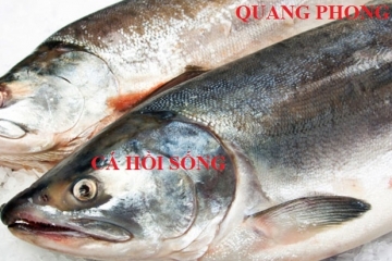 Cá hồi sống