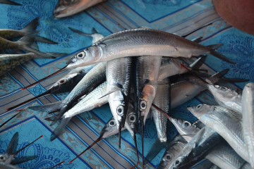 Cá Kìm - Loại hải sản nhiều dinh dưỡng, giá cả hợp lý