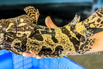 Cá mú là gì? Đặc điểm và top cách chế biến