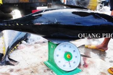 Những sự thật thú vị về cá ngừ đại dương không phải ai cũng biết