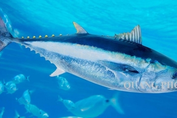 Cá ngừ là gì? Đặc điểm sinh học và thành phần dinh dưỡng