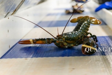 Cách chọn tôm hùm Canada nhập khẩu