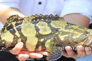 Đặc điểm cá Song, cách chọn và chế biến món ngon