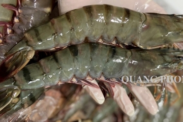 Đặc điểm của Tôm sú và cách chế biến đơn giản