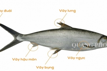 Đặc điểm và top 5 các món cá măng siêu hấp dẫn dễ làm