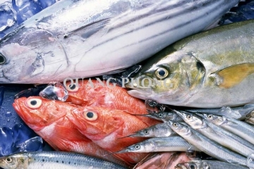 Hải sản Cát Bà