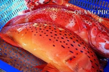 Lợi ích của cá Mú đỏ và cách chế biến