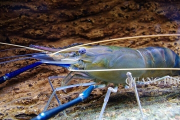 Tôm càng xanh và những món ngon không thể bỏ qua