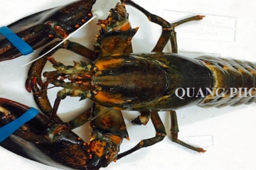 Tôm hùm Alaska và những cách chế biến