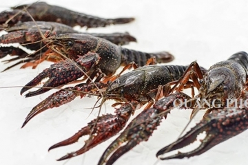 Tôm hùm đất là gì? Dinh dưỡng của tôm? Giá bao nhiêu 1kg?