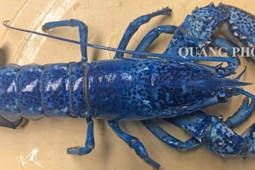 Tôm hùm xanh và những điều có thể bạn chưa biết