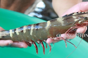 Top 5 cách chế biến tôm sú biển hấp dẫn