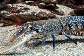 Gợi ý 5 món ngon chế từ tôm biển